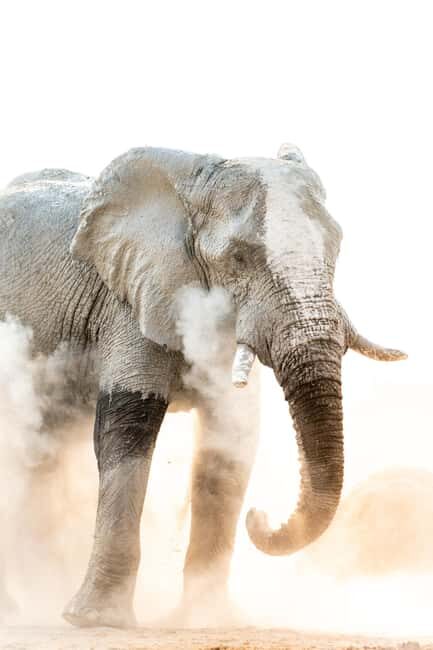 Twyfelfontein: Desert Elephants & Rock Art Private Tour - Introduction to the Experience