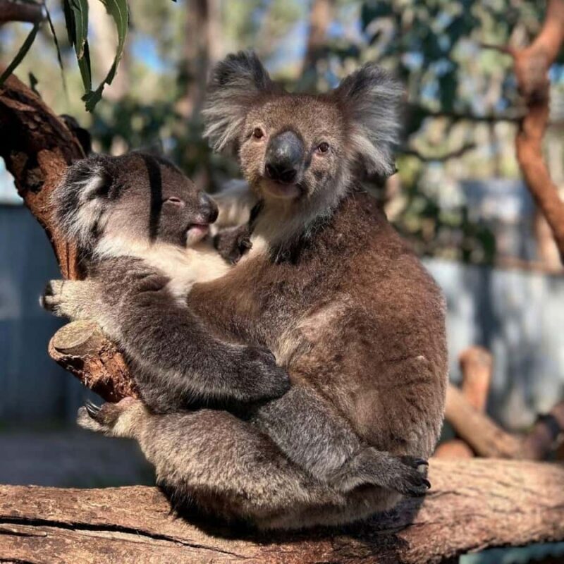 Tynong/Melbourne: Gumbuya World Theme Park Entry Ticket - The Gumbuya World Experience: An In-Depth Look