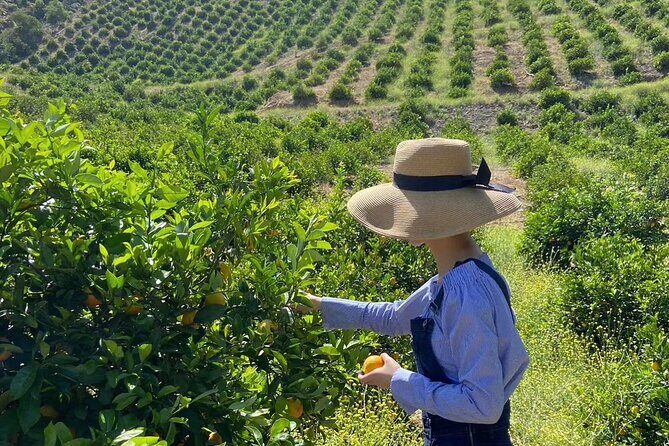 U-Pick - Tangerine and Lemon Picking at Sunmist Tangerine Farm - Why Choose this Citrus Picking Tour?