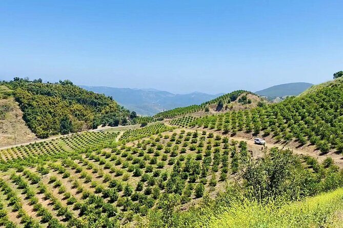 U-Pick - Tangerine and Lemon Picking at Sunmist Tangerine Farm - The Experience: Pros and Cons
