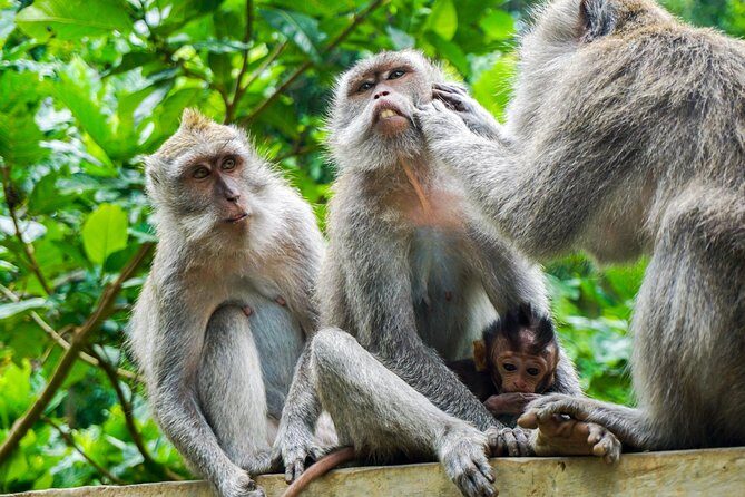 Ubud Best Tour - What’s Included and What’s Not