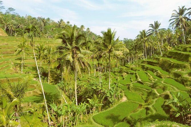 Ubud Combine Mount Batur Kintamani Tour - The Sum Up