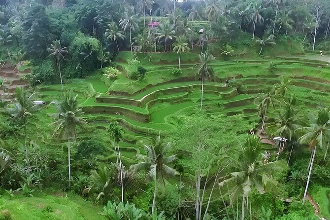 Ubud Cooking Class Temple Tour and Jungle Swing - The Sum Up: Who Will Love This Tour?