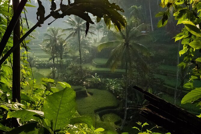 Ubud Day Tour - Top Things to do in Ubud + Local Ubud Guide - What the Reviews Say