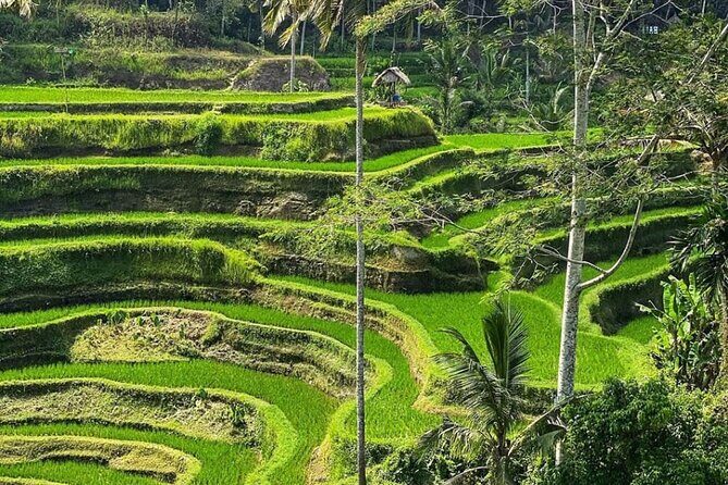 Ubud Day Tour : Waterfall, Temple and Local Night Market Tour - Final Thoughts