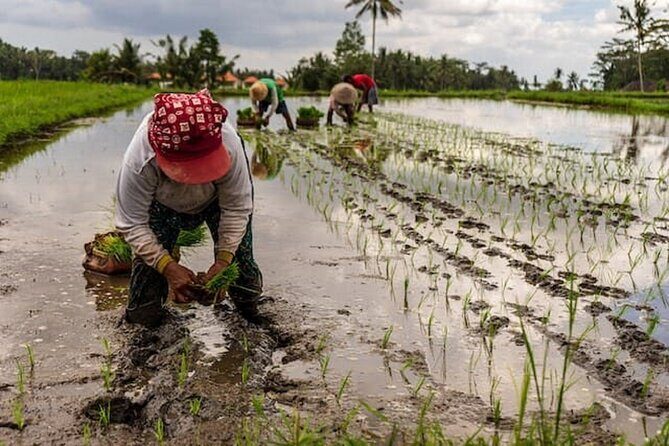 Ubud: Downhill Cycling with Volcano, Rice Terraces and Meal - What’s Included and What to Keep in Mind