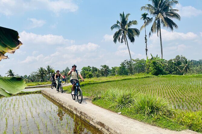 Ubud eBikes Tour to Tegallalang Rice Terrace - The Sum Up