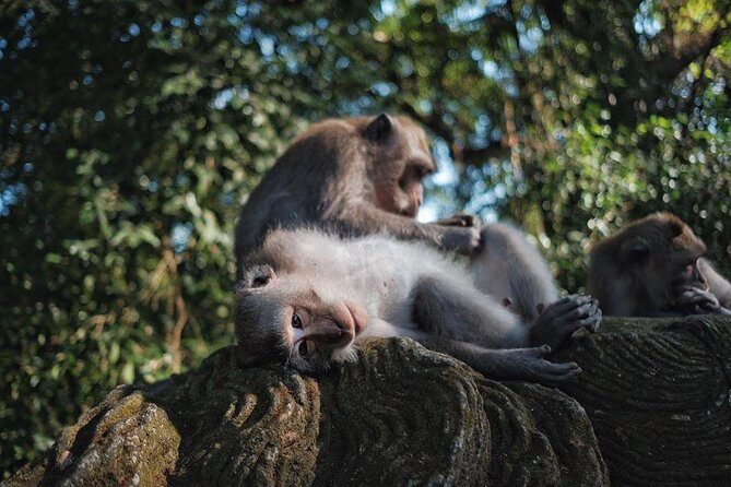 Ubud Excursion: Barong Dance, Art Villages, Nature, Temple and Waterfall - Who Should Consider This Tour?