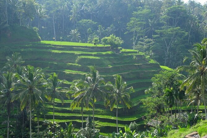 Ubud Highlights Tour ( Private All-Inclusive ) - Who Will Love This Tour Most?