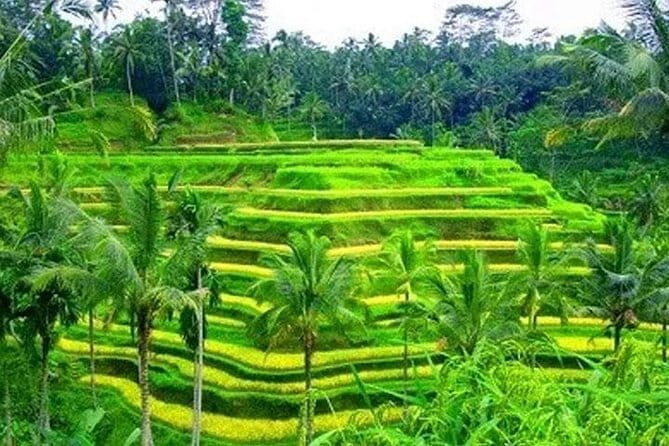 Ubud: Holy Water Temple, Volcano View, Rice Terrace, MonkeyForest - Key Points