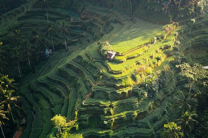 Ubud Iconic Full Day Tour Monkey Forest Rice Terraces Waterfalls - The Sum Up