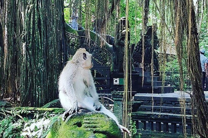Ubud iconic waterfall and temple tours - A Closer Look at the Tour Itinerary