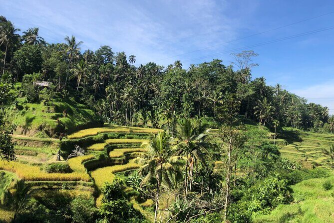 Ubud : Monkey Forest, Rice Terrace, Waterfall, Swing - An In-Depth Look at the Ubud Tour Experience