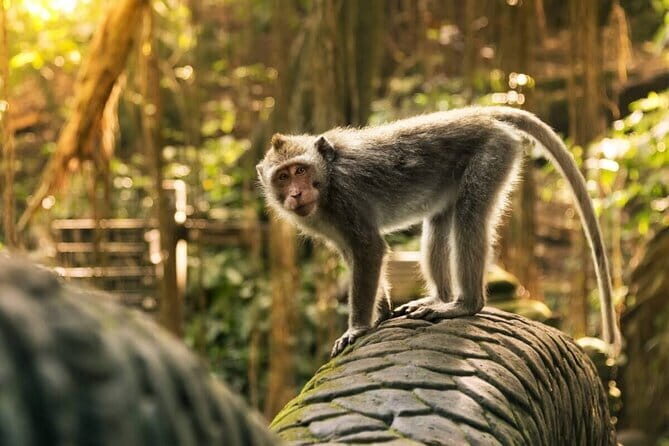 Ubud: Monkey Forest, Rice Terraces and Jungle Swing Tour - Key Points