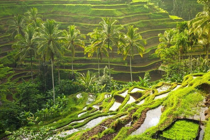 Ubud: Monkey Forest, Rice Terraces and Jungle Swing Tour - What’s Included and What’s Not