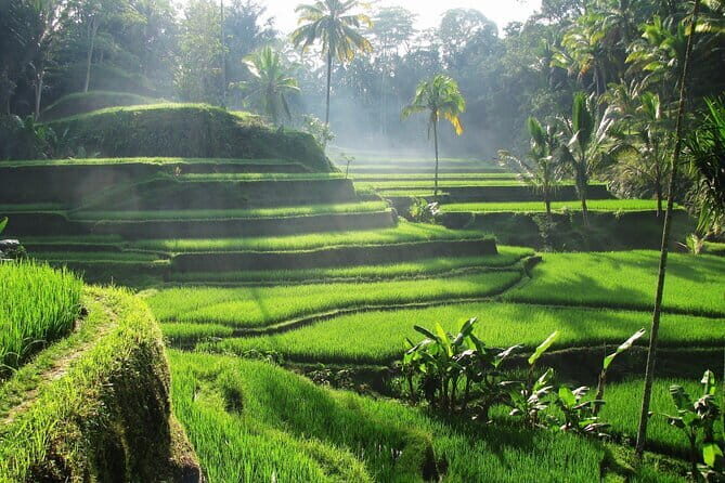 Ubud: Monkey Forest, Rice Terraces and Jungle Swing Tour - Who Should Book This Tour?