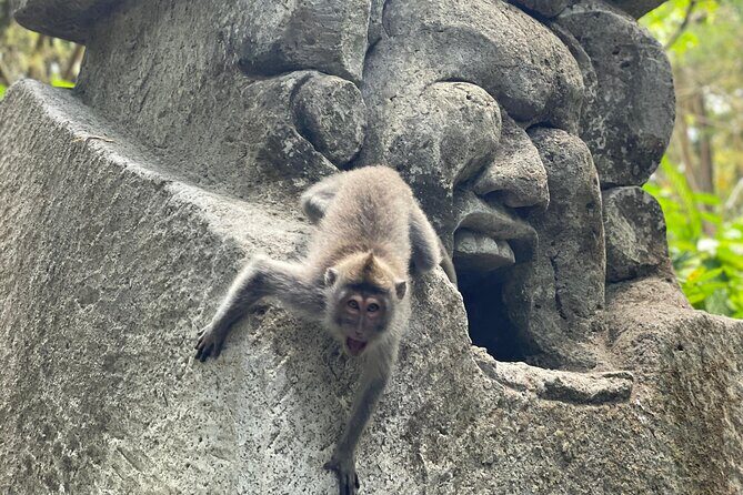 Ubud Monkey Forest Sanctuary Entrance Ticket All Inclusive - FAQ: Your Questions Answered