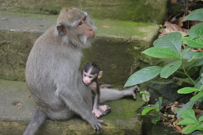 Ubud Private Tour : Choice Your Own Trip - Exploring Bali’s Hidden Gems with Your Personal Guide