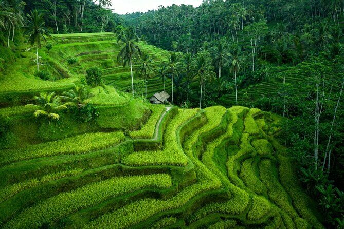 Ubud Private Tours with Jungle Swing Experience - all inclusive - An In-Depth Look at the Ubud Private Tour Experience