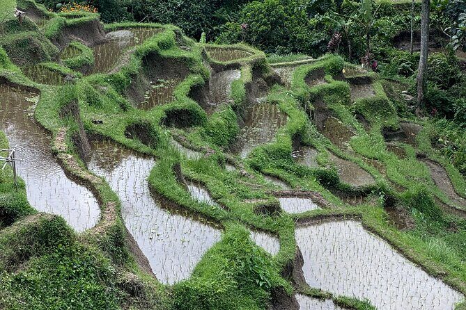 Ubud Top Tours to Discover Balis Cultural and Natural Wonders - Who Should Consider This Tour?