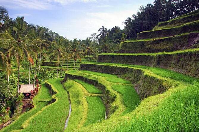 Ubud Tour - Best of Ubud - All Inclusive - The Full Breakdown of the Ubud Tour Experience