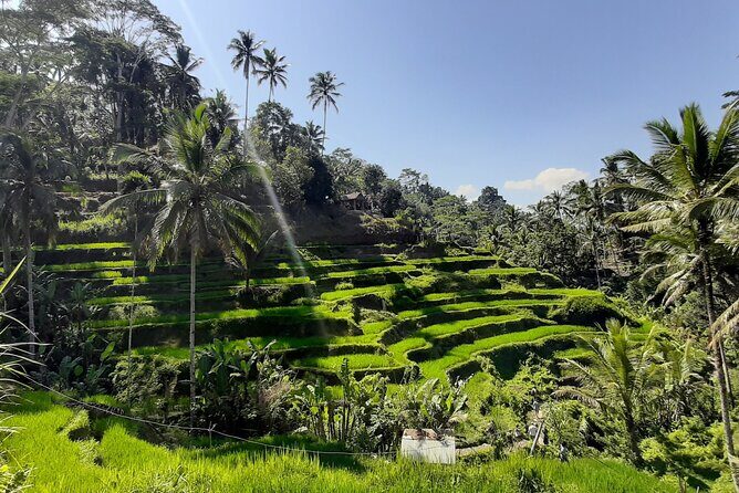 Ubud Tour - Highlights of Ubud - Introduction: What’s This Tour All About?