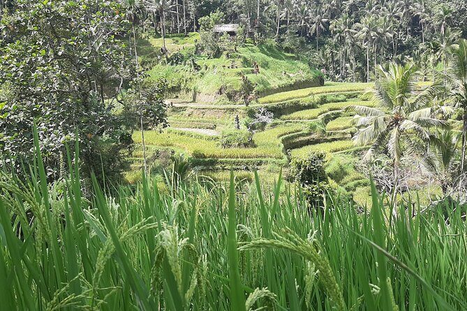 Ubud Tour - Highlights of Ubud - What Travelers Are Saying