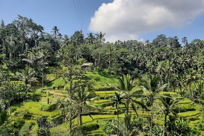 Ubud Tour - Highlights of Ubud - The Sum Up