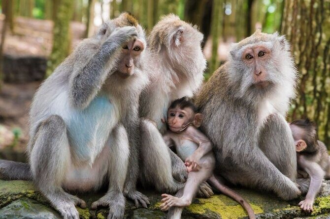 Ubud Tour: Monkey Forest - Temple - Waterfall & Rice Terrace - The Sum Up
