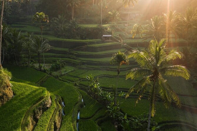 Ubud Tour Water Temple with Jungle Swing - An In-Depth Look at the Tour Itinerary