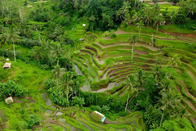 Ubud VW Safari Bali Tour - Volkswagen Classic Car Trip - An Authentic Bali Adventure in a Vintage Ride