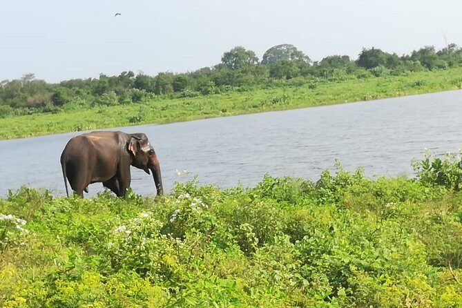 Uda Walawa Safari 1-Day-Tour from Mirissa, Weligama, Ahangama - Introduction to the Uda Walawa Safari Tour