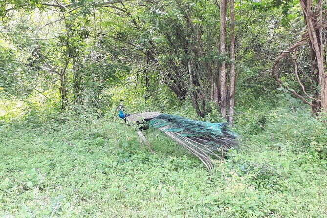 Udawalawa National Park Day Tour - FAQs