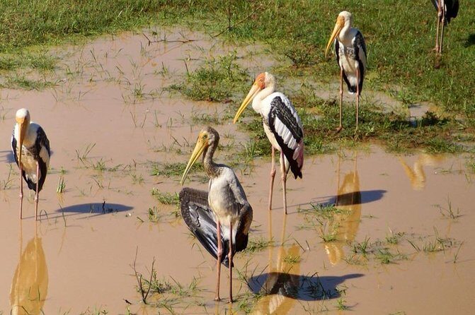 Udawalawa National Park half day Safari - What Sets This Tour Apart