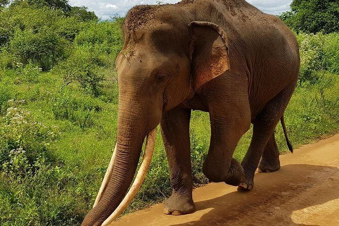 Udawalawa National Park half day Safari - The Real-World Experience: What Travelers Say