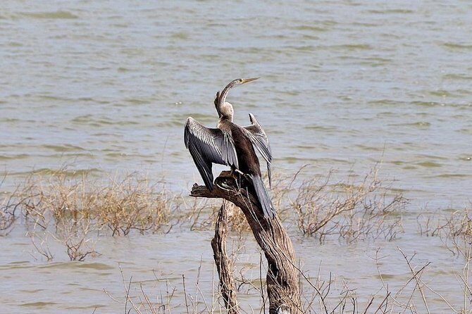 Udawalawa National Park half day Safari - Practical Details and Tips