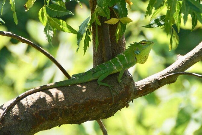Udawalawa National Park half day Safari - Who Would Love This Experience?