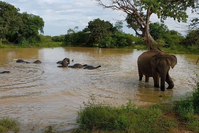 Udawalawa National Park half day Safari - Final Thoughts