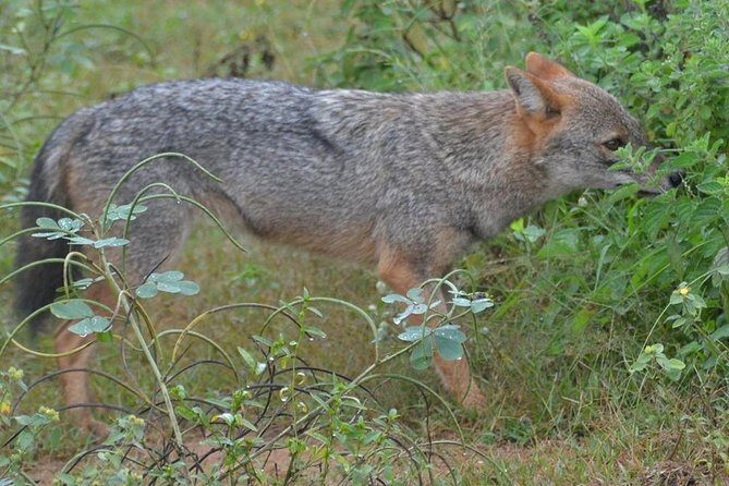 Udawalawa National Park half day Safari - FAQ