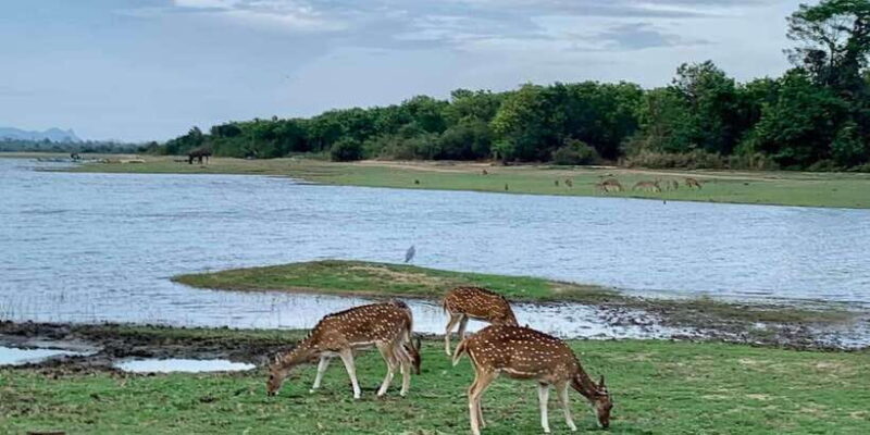 Udawalawa National Park: Morning Afternoon Safari - An In-Depth Look at the Udawalawa Safari Experience