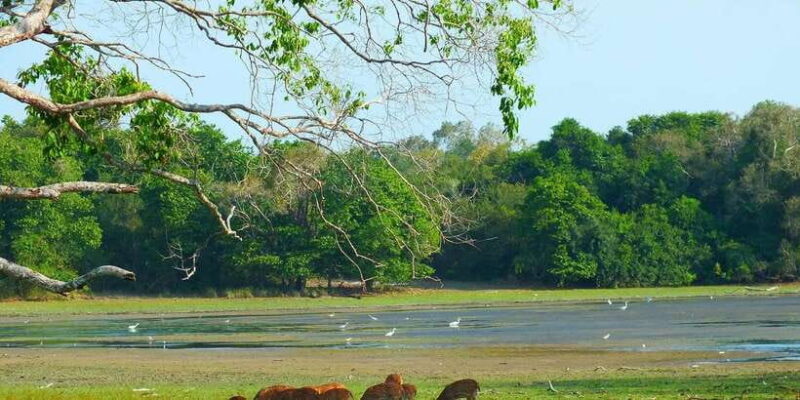 Udawalawa National Park: Morning Afternoon Safari - Authentic Insights from User Feedback