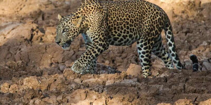 Udawalawa National Park: Morning Afternoon Safari - The Sum Up