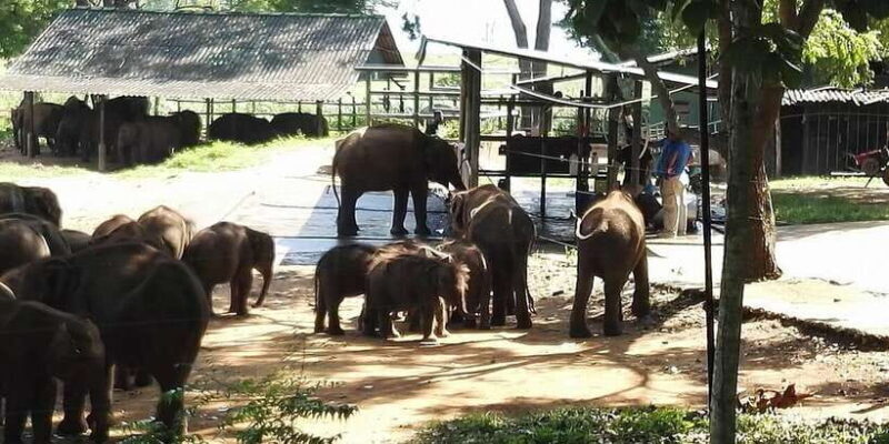 Udawalawa National Park: Morning Afternoon Safari - FAQ