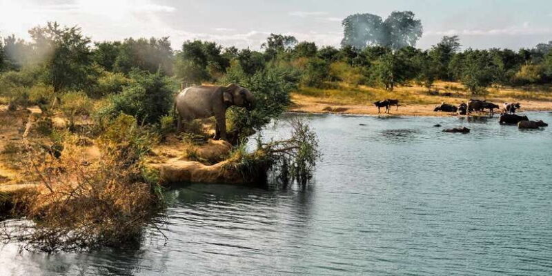 Udawalawa National Park: Private Safari - An In-Depth Look at the Udawalawa National Park Safari