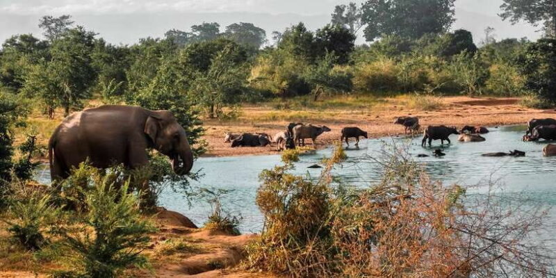 Udawalawa National Park: Private Safari - FAQs
