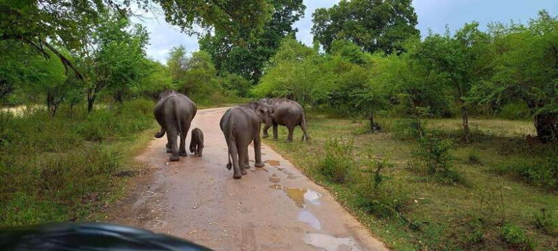 Udawalawa National Park Safari & Elephant Transit Home Tour - Who Would Love This Tour