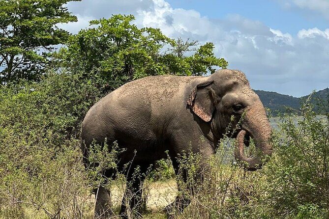 Udawalawa National Park Safari trip from Hikkaduwa/Galle/Weligama - The Experience: What to Expect on This Safari