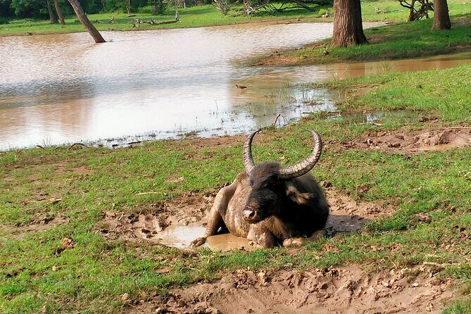 Udawalawa National Park Safari trip from Hikkaduwa/Galle/Weligama - Final Thoughts: Is This Tour Right for You?