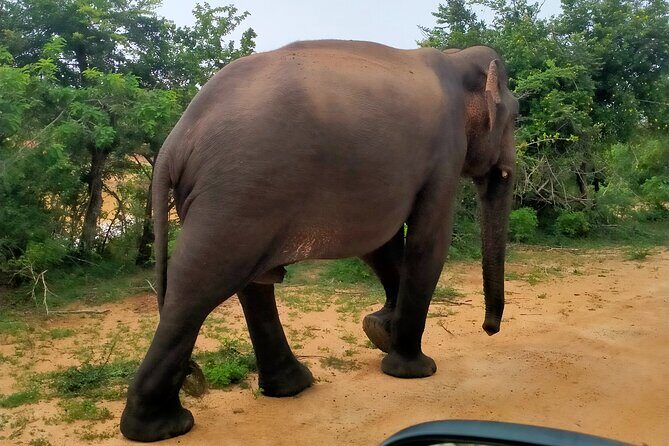 Udawalawa National Park Safari trip from Hikkaduwa/Galle/Weligama - Frequently Asked Questions