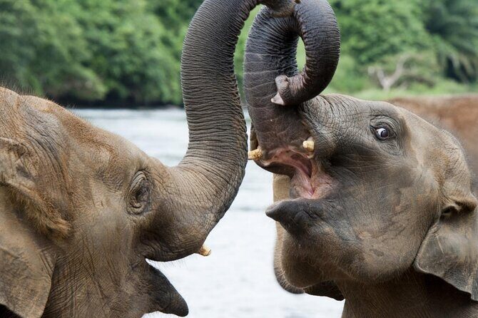 Udawalawa Safari Drive From Galle, Weligama, Mirissa & Dickwella - What Reviewers Are Saying